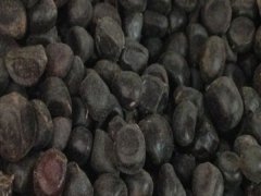 松葉牡丹復瓣種子