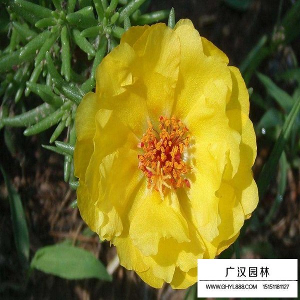 松葉牡丹復瓣種子(圖2)