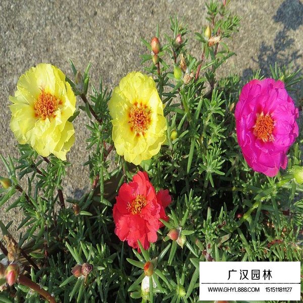 不同品種牡丹苗價格(圖3)
