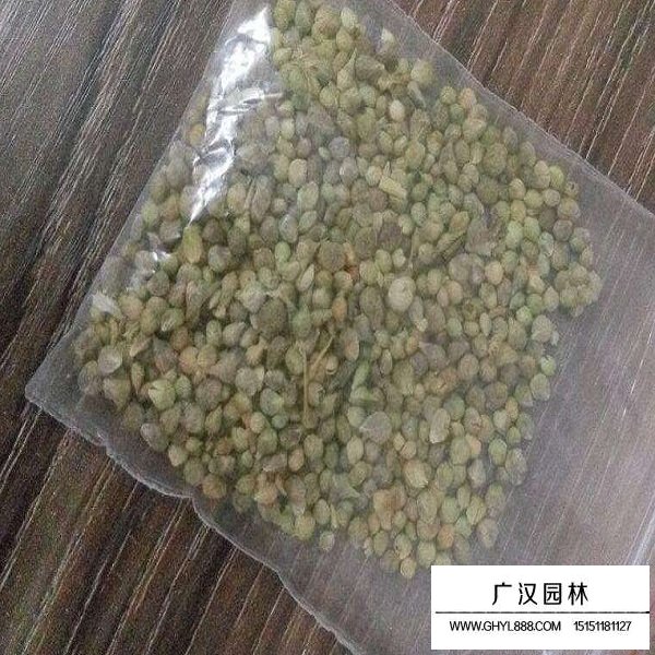 菠菜種子(圖1)