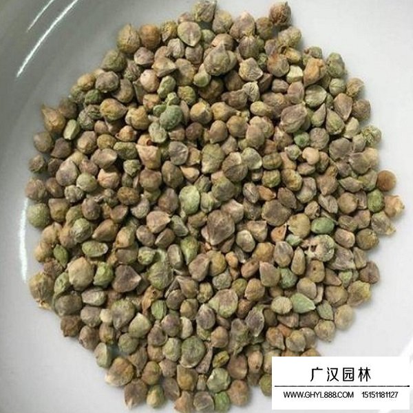 菠菜種子(圖2)