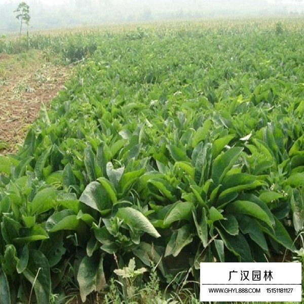 菠菜種子(圖3)
