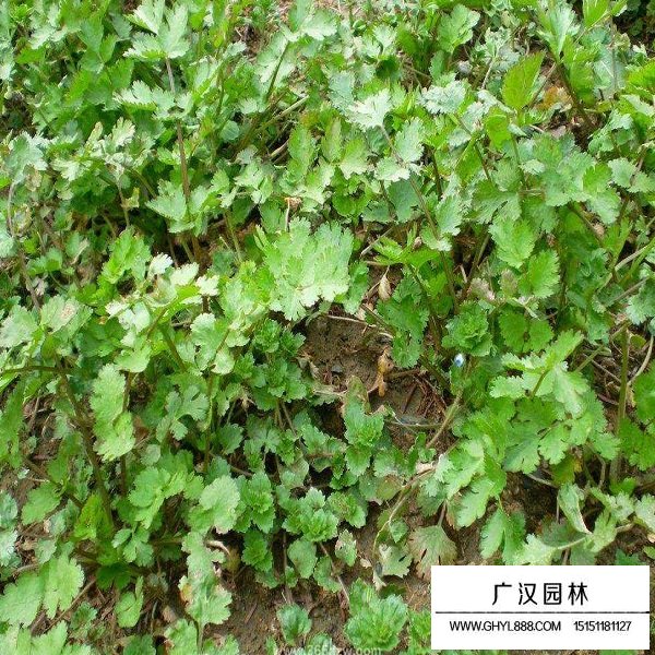 菠菜種子(圖4)
