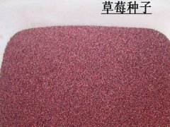 草莓種子