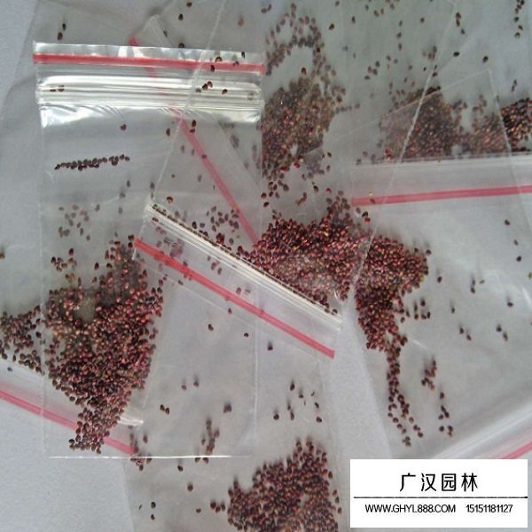 草莓種子