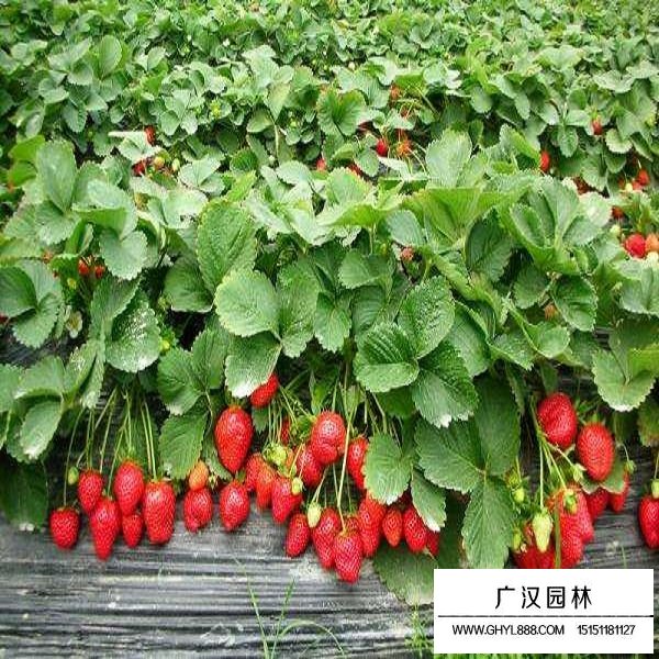 草莓種子(圖4)