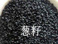蔥種子