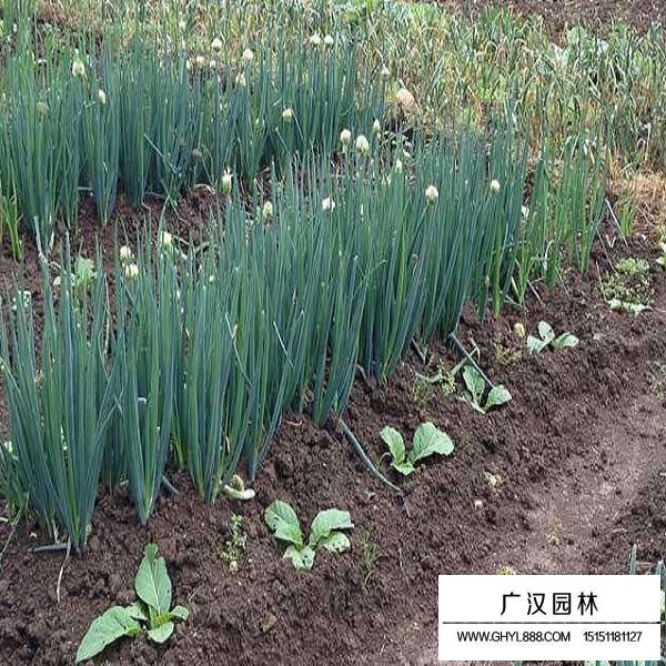 蔥種子(圖3)
