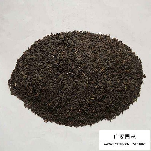 黑生菜種子(圖1)