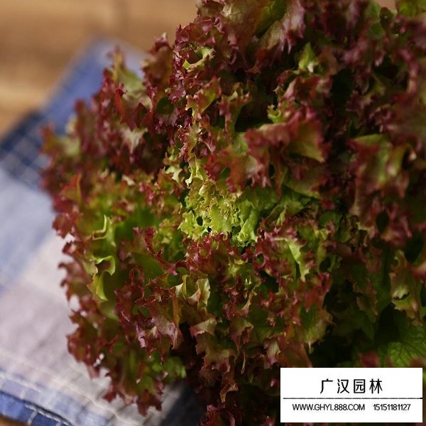黑生菜種子(圖3)