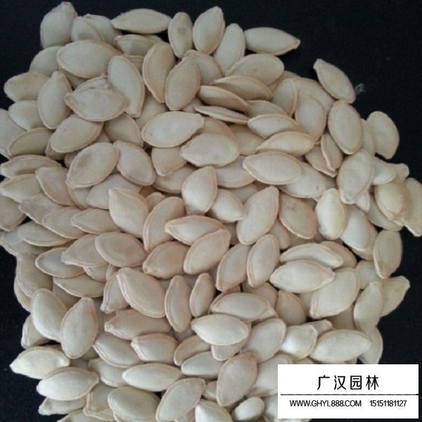 葫蘆種子(圖1)