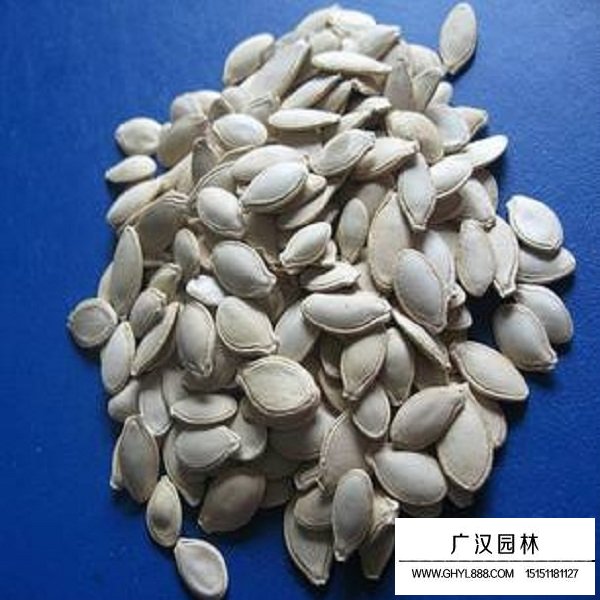 葫蘆種子(圖2)