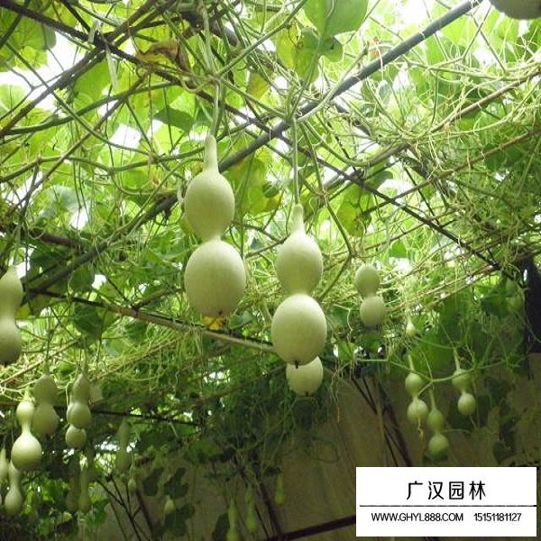 葫蘆種子(圖3)