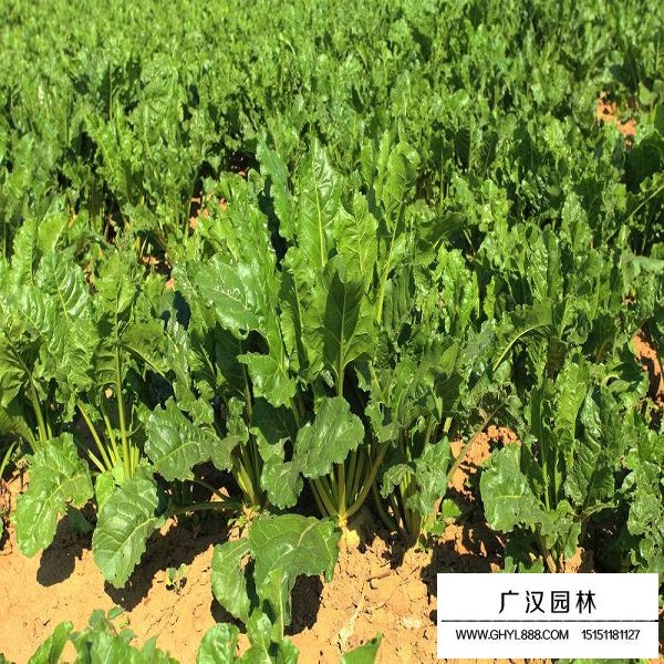 甜菜種子(圖1)