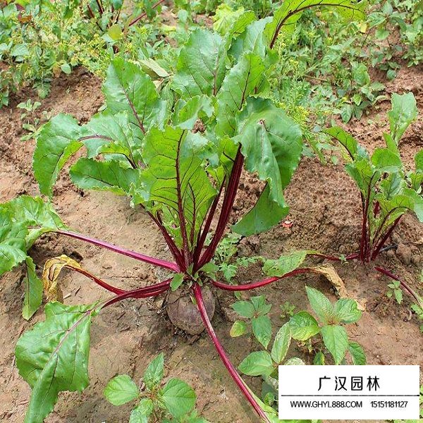 甜菜種子(圖2)