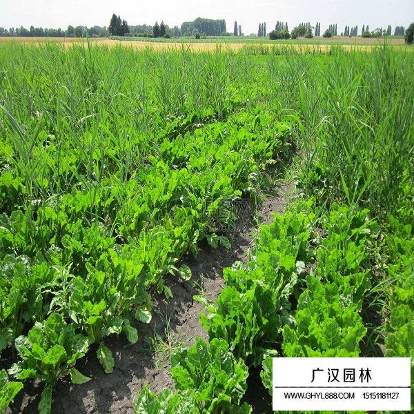甜菜種子(圖3)