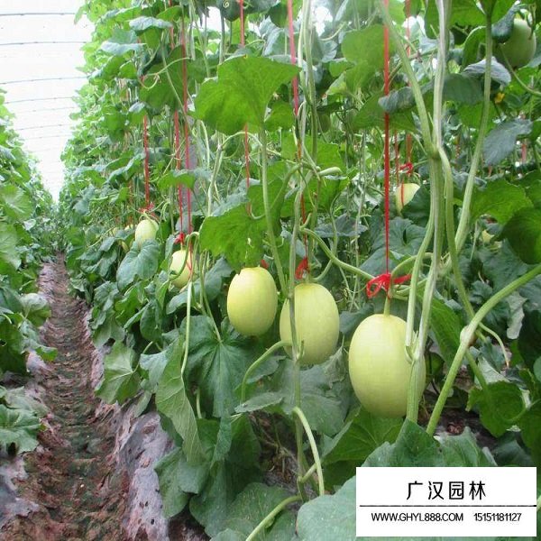 甜瓜種子(圖3)