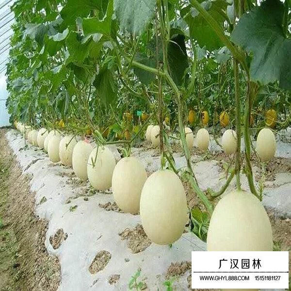 甜瓜種子(圖4)