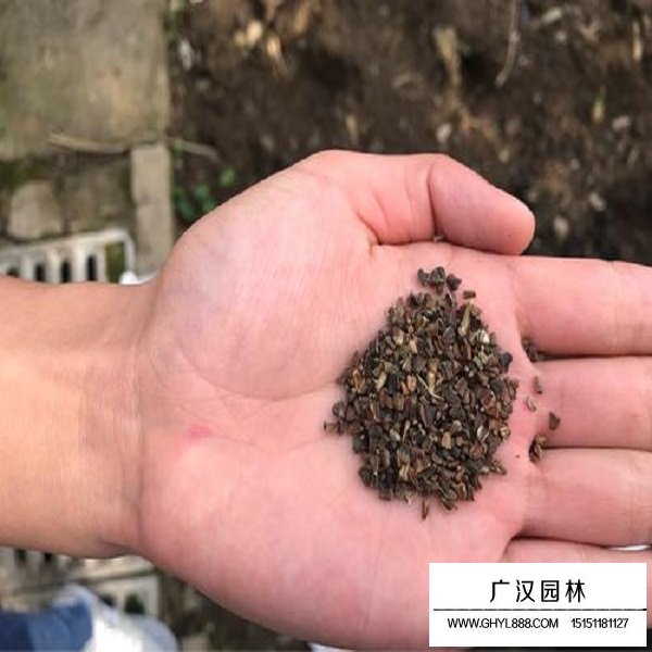 茼蒿種子(圖1)