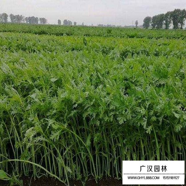 茼蒿種子(圖2)