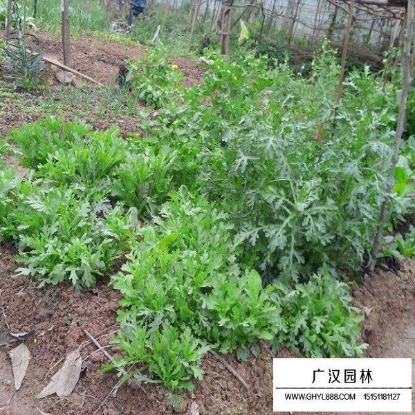 茼蒿種子(圖3)