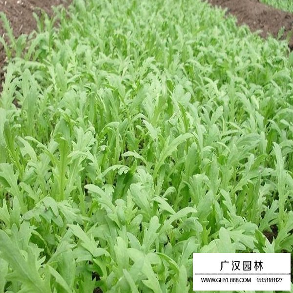 茼蒿種子(圖4)
