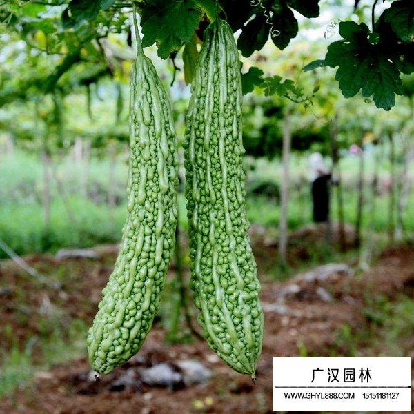 苦瓜種子(圖4)