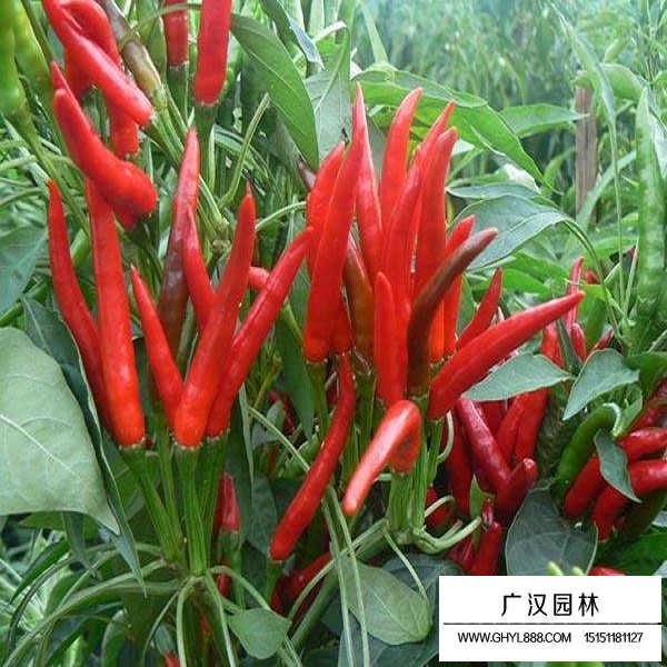 辣椒種子(圖1)