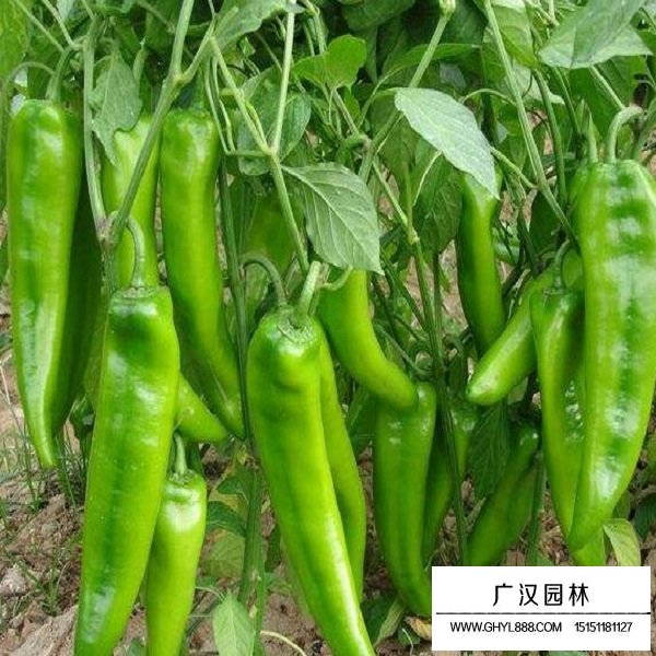 辣椒種子(圖2)