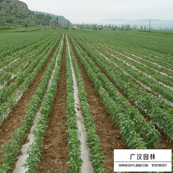 辣椒種子(圖3)