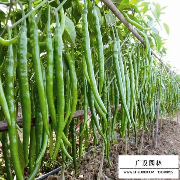 辣椒種子(圖4)