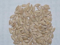黃瓜種子
