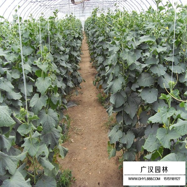 黃瓜種子(圖2)