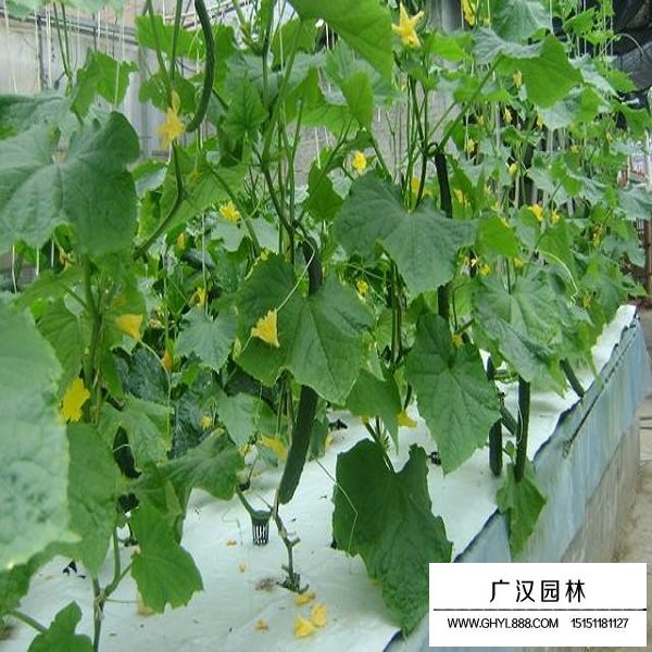 黃瓜種子(圖3)
