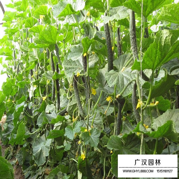 黃瓜種子(圖4)