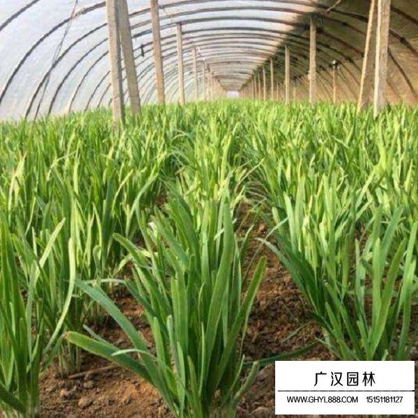 韭菜種子(圖2)