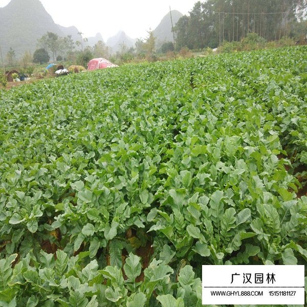 蘿卜種子(圖3)