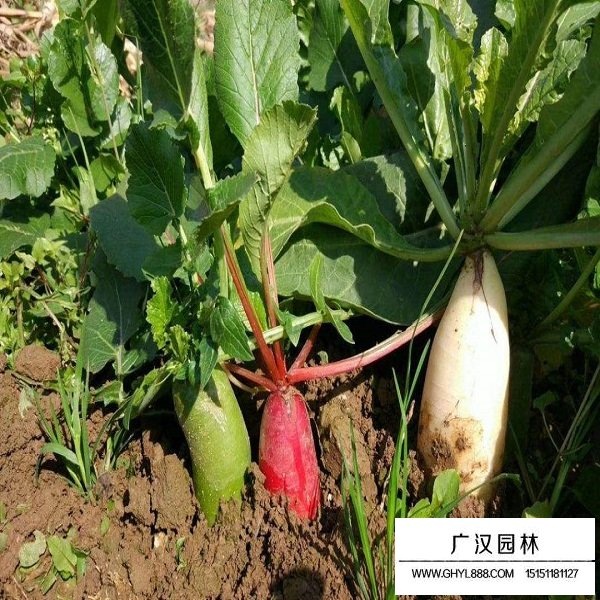蘿卜種子(圖4)
