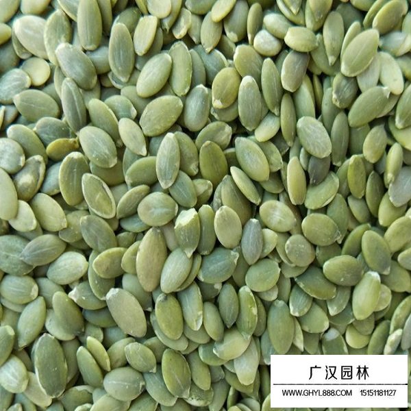 南瓜種子(圖1)