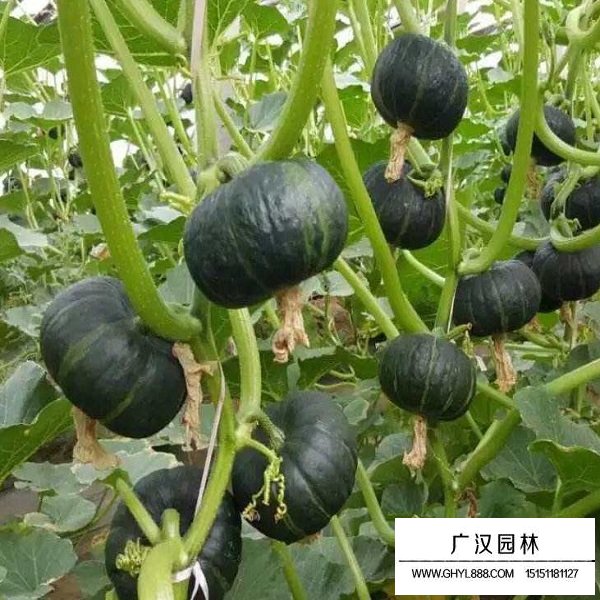 南瓜種子(圖2)
