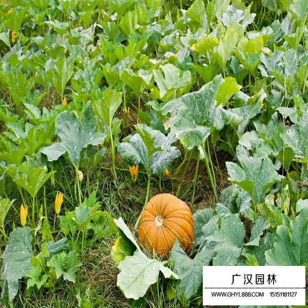南瓜種子(圖3)