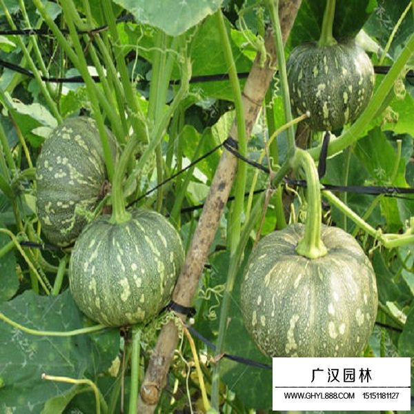 南瓜種子(圖4)