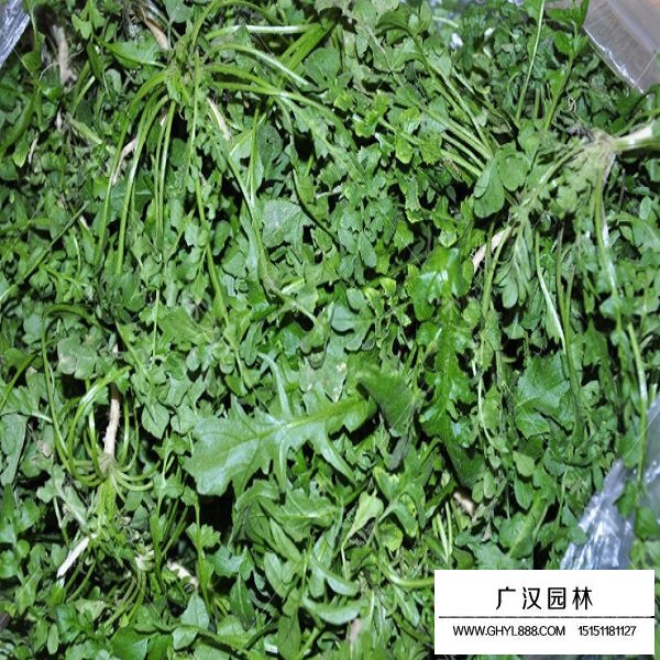 薺菜種子(圖1)