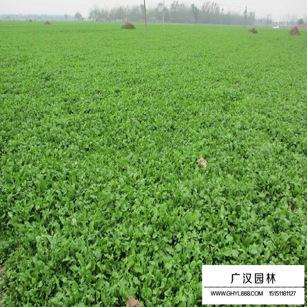 薺菜種子(圖2)