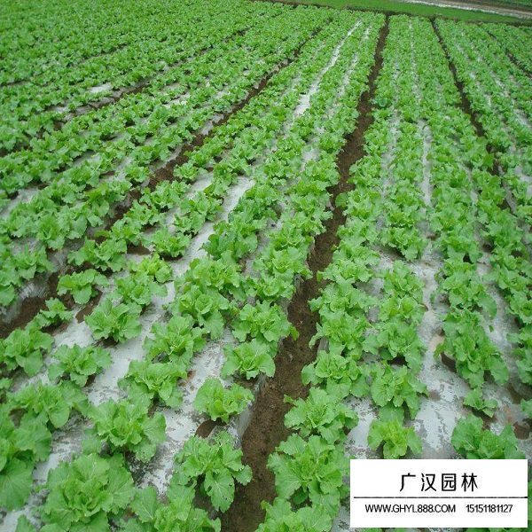 薺菜種子(圖3)