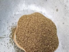 芹菜種子