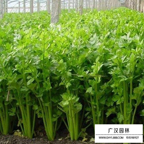 芹菜種子(圖2)
