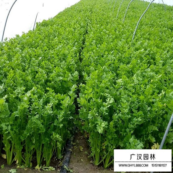 芹菜種子(圖4)