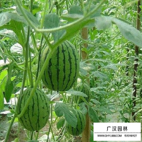 西瓜種子(圖2)