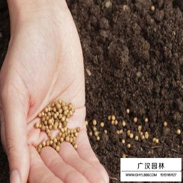 香菜種子(圖1)